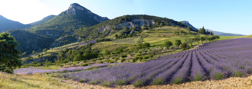 Champs de Lavande
